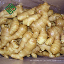 Carton Paquet Gingembre variétés de gingembre frais